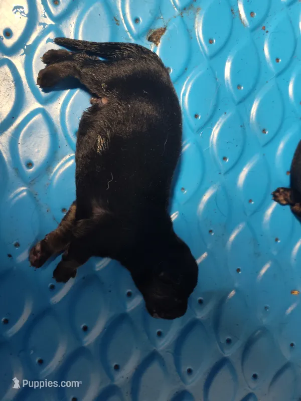 Girl  – German Shepherd Dog puppy for sale in Lorida, FL