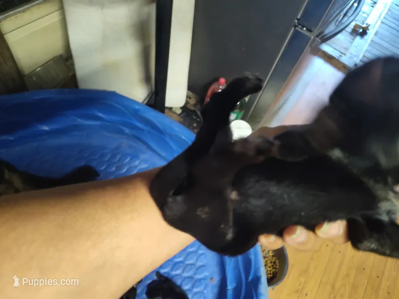 Boy – German Shepherd Dog puppy for sale in Lorida, FL