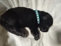 P- Boy, a male German Shepherd Dog for sale in Lorida, FL – 3 of 5