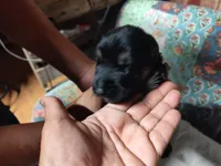 F-Boy, a male German Shepherd Dog for sale in Lorida, FL – 2 of 6