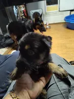 K - Girl , a female German Shepherd Dog for sale in Lorida, FL – 2 of 5