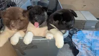 Brent , a male Akita for sale in Burlington, KY – 3 of 3