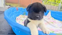 Brian , a male Akita for sale in Burlington, KY – 1 of 3