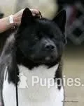 Brent  – Akita puppy for sale in Burlington, KY