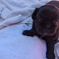 Kim, a female Shih Tzu for sale in Burlington, KY – Photo 5 of 5