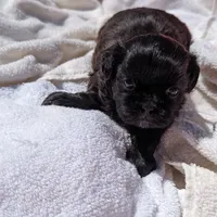 Kim, a female Shih Tzu for sale in Burlington, KY – Photo 3 of 5