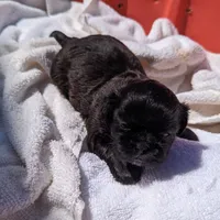 Kim, a female Shih Tzu for sale in Burlington, KY – Photo 4 of 5