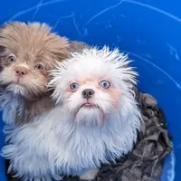 Kim, a female Shih Tzu for sale in Burlington, KY – Photo 1 of 5