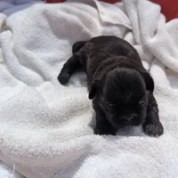 Kim, a female Shih Tzu for sale in Burlington, KY – Photo 2 of 5