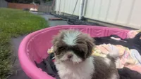 Purple rain , a female Shih Tzu for sale in Burlington, KY – 2 of 7
