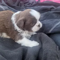 Brent greeneyed1, a male Shih Tzu for sale in Burlington, KY – Photo 5 of 5