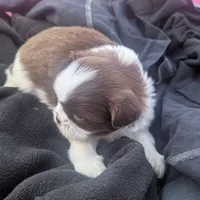 Brent greeneyed1, a male Shih Tzu for sale in Burlington, KY – Photo 3 of 5