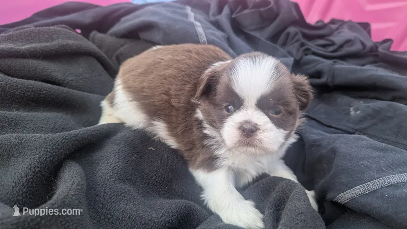 Brent greeneyed1 – Shih Tzu puppy for sale in Burlington, KY