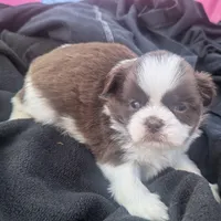 Brent greeneyed1, a male Shih Tzu for sale in Burlington, KY – Photo 2 of 5