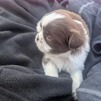 Brent greeneyed1, a male Shih Tzu for sale in Burlington, KY – Photo 4 of 5