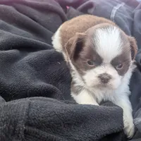 Brent greeneyed1, a male Shih Tzu for sale in Burlington, KY – Photo 1 of 5