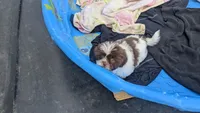 Dale, a male Shih Tzu for sale in Burlington, KY – 1 of 3