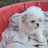Teacup cream1, a female Shih Tzu for sale in Burlington, KY – Photo 3 of 4
