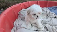 Teacup cream1, a female Shih Tzu for sale in Burlington, KY – Photo 3 of 4