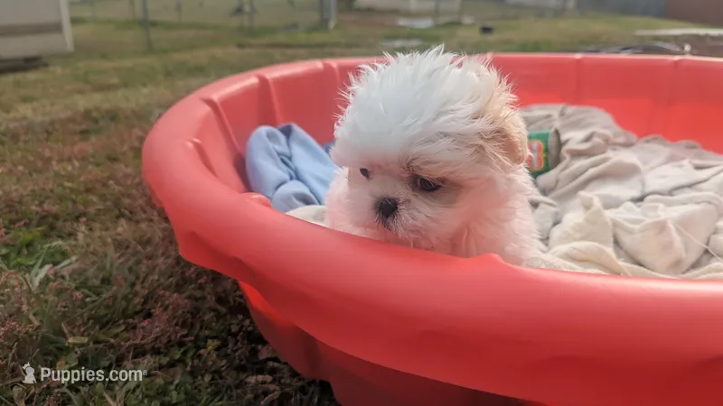 Teacup cream1 – Shih Tzu puppy for sale in Burlington, KY
