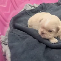 Teacup cream1, a female Shih Tzu for sale in Burlington, KY – Photo 4 of 4