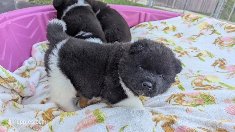 Kyle  – Akita puppy for sale in Burlington, KY