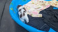 Dale, a male Shih Tzu for sale in Burlington, KY – 3 of 3