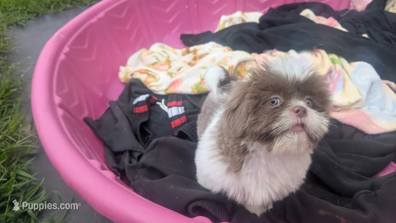 Purple rain  – Shih Tzu puppy for sale in Burlington, KY