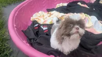 Purple rain , a female Shih Tzu for sale in Burlington, KY – 1 of 7