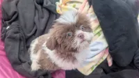 Purple rain , a female Shih Tzu for sale in Burlington, KY – 3 of 7