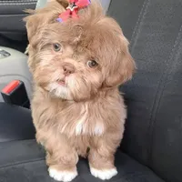 Ken, a male Shih Tzu for sale in Burlington, KY – Photo 3 of 3