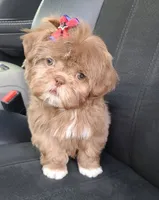 Ken, a male Shih Tzu for sale in Burlington, KY – Photo 3 of 3