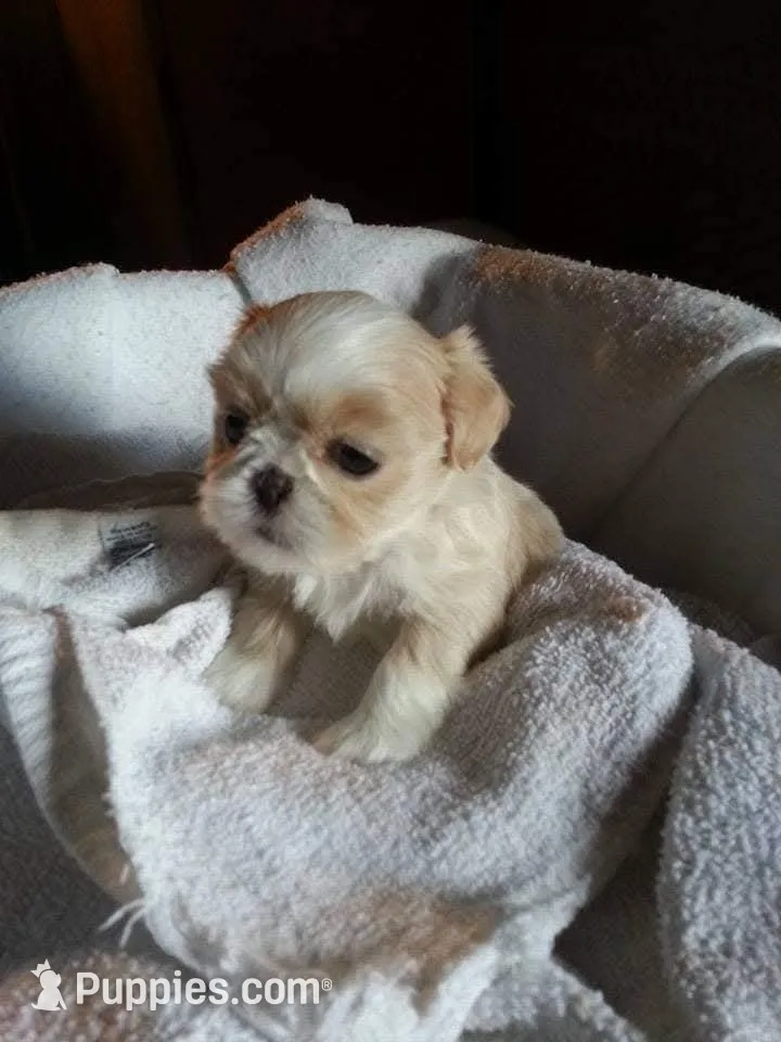 Teacup Denise – Shih Tzu Puppy for Sale in Burlington, KY