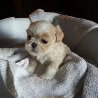 Ken, a male Shih Tzu for sale in Burlington, KY – Photo 1 of 3