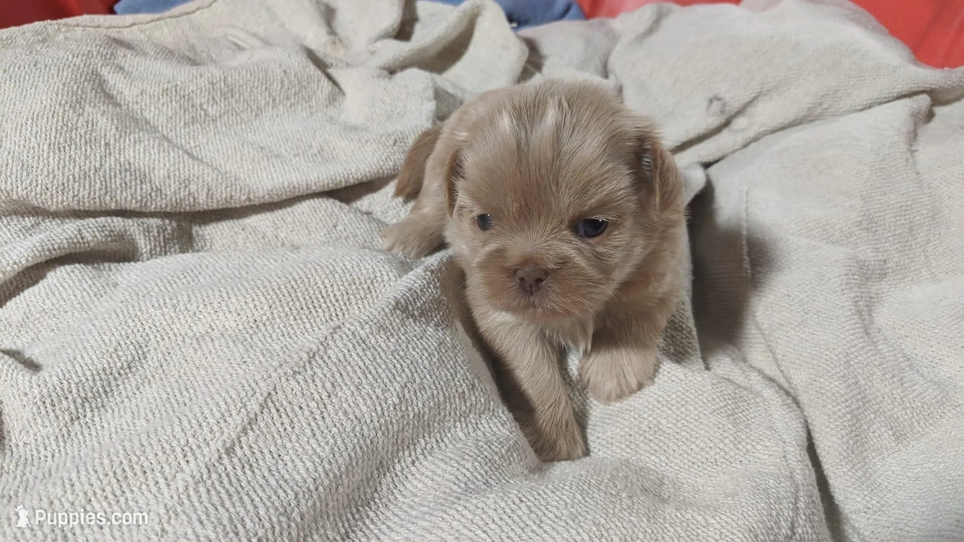 Teacup Denise – Shih Tzu Puppy for Sale in Burlington, KY