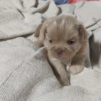 Ken, a male Shih Tzu for sale in Burlington, KY – Photo 2 of 3