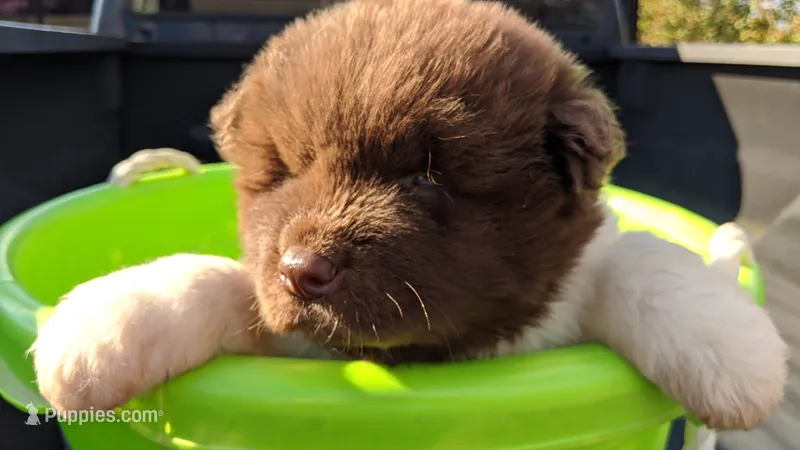 Kyle  – Akita puppy for sale in Burlington, KY