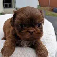 Carol, a female Shih Tzu for sale in Burlington, KY – Photo 1 of 4