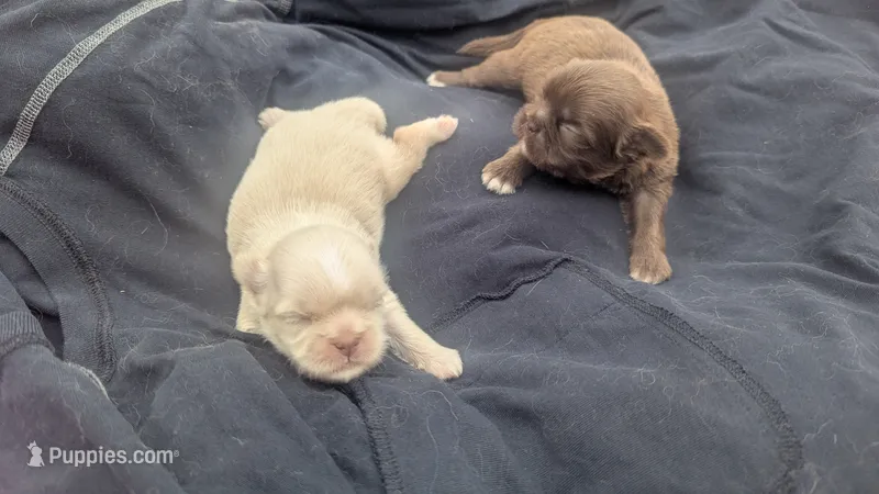 Carol – Shih Tzu puppy for sale in Burlington, KY