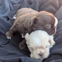 Carol, a female Shih Tzu for sale in Burlington, KY – Photo 3 of 4