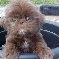 Carol, a female Shih Tzu for sale in Burlington, KY – Photo 2 of 4