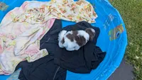 Dale, a male Shih Tzu for sale in Burlington, KY – 2 of 3