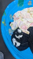 Kent, a male Shih Tzu for sale in Burlington, KY – 3 of 3