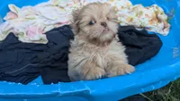 Ron, a male Shih Tzu for sale in Burlington, KY – 2 of 3