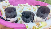 Kyle , a male Akita for sale in Burlington, KY – 3 of 3