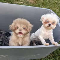 Alan, a male Shih Tzu for sale in Burlington, KY – Photo 2 of 4