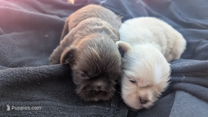 Alan – Shih Tzu puppy for sale in Burlington, KY