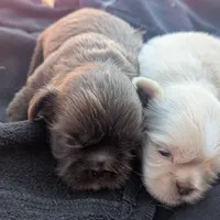 Alan, a male Shih Tzu for sale in Burlington, KY – Photo 3 of 4