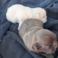 Alan, a male Shih Tzu for sale in Burlington, KY – Photo 4 of 4