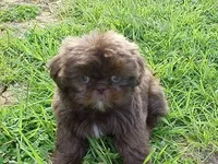 Alan, a male Shih Tzu for sale in Burlington, KY – Photo 1 of 4